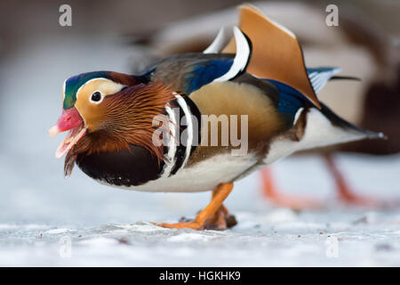 Beautiful mandarin duck on the frozen lake in a park Stock Photo