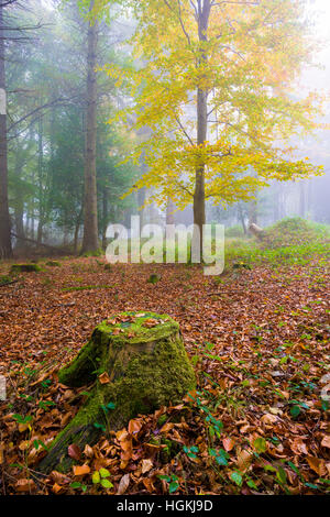 Autumn mist in woodland on the Quantock Hills near Nether Stowey Somerset England. Stock Photo