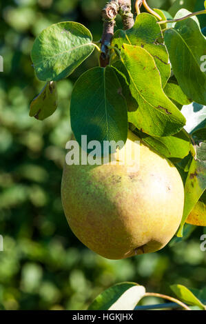 Pyrus communis 'Beurré Hardy' pear growing on tree. Stock Photo