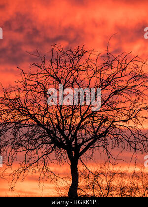 Sunset, Catalina State Park, Tucson, Arizona. Stock Photo