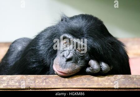 chimpanzee chimp  (Pan troglodytes) ape in studio looking at camera stock photo, stock, photograph, image, picture Stock Photo
