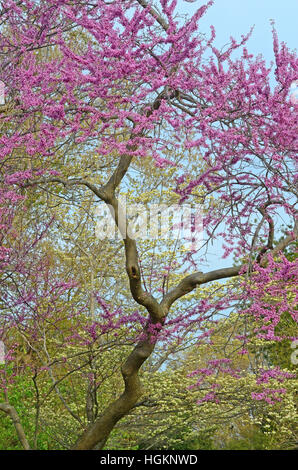 Red bud trees bloom in Breton Bay, Leonardtown, Maryland. Stock Photo