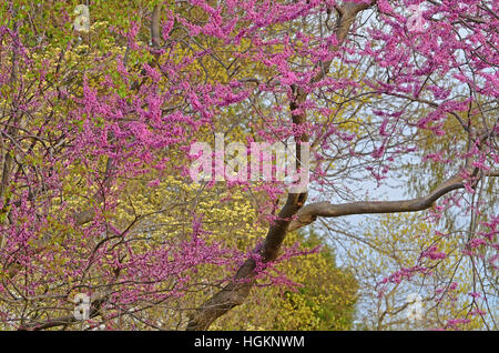 Red bud trees bloom in Breton Bay, Leonardtown, Maryland. Stock Photo