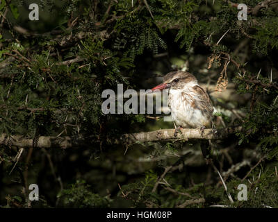 The Brown Hooded Woodpecker On The Branch Of A Tree In South Africa Stock Photo