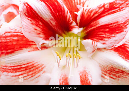 Hippeastrum 'Clown' Flower close-up, also known as Amaryllis plant Stock Photo
