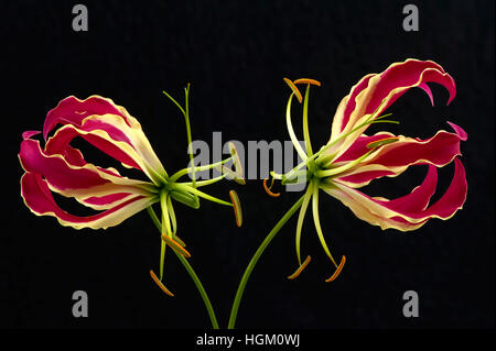 Gloriosa superba flowers, the lilies are also known as flame lily, glory lily, climbing lily, and creeping lily. Stock Photo