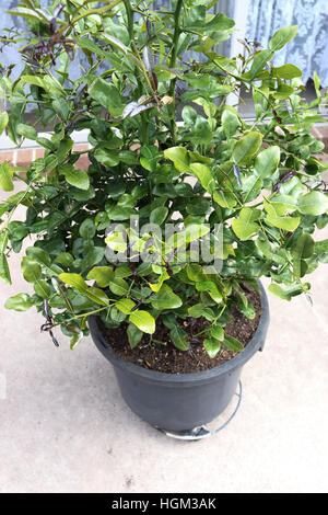 Growing  Kaffir lime Citrus hystrix in a pot Stock Photo