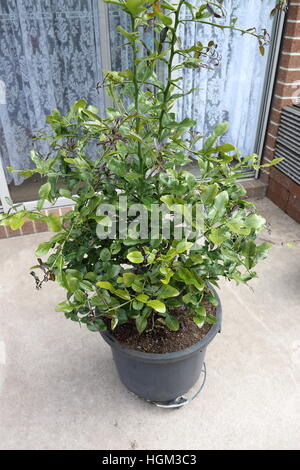 Growing  Kaffir lime Citrus hystrix in a pot Stock Photo