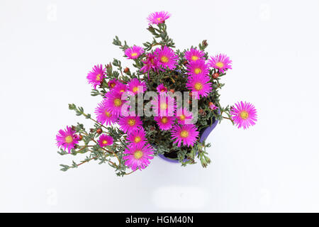 Mesembryanthemum Blueberry Rumble or known as Lampranthus Blueberry against white background Stock Photo