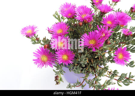 Close up of Mesembryanthemum Blueberry Rumble or known as Lampranthus Blueberry against white background Stock Photo