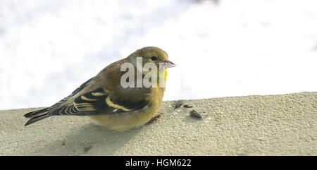 cute little biride, female goldfinch on a window sill, close up detail. Stock Photo