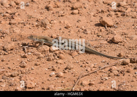Two lizards mating, landscape photo with room for captions above and below Stock Photo