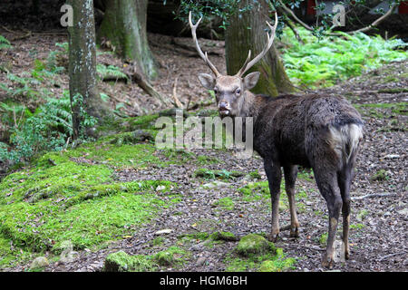 Male japanese sika deer looking back at Nara Park Stock Photo