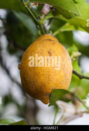 Fresh lemon Stock Photo