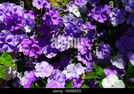 Yesterday, Today and Tomorrow flowers, Balboa Park, San Diego, California Stock Photo