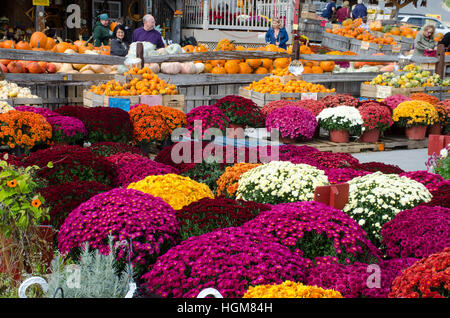 Brightly colored mums flowers, pumpkins, and other autumn produce at Baugher's Orchards and Farms in Westminster, Maryland. Stock Photo