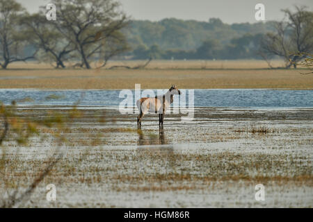 A female blue bull (Boselaphus tragocamelus) standing  in water in Keoladeo Ghana National Park, Bharatpur, Rajasthan, India Stock Photo