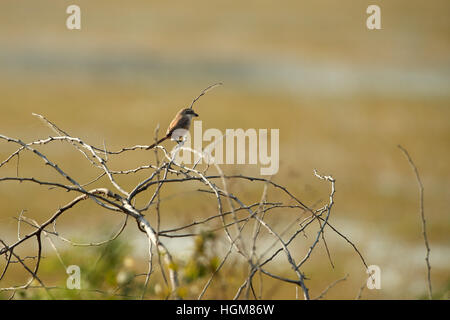 Bay-backed Shrike Bird (Lanius vittatus) perching on a branch, gray background Stock Photo