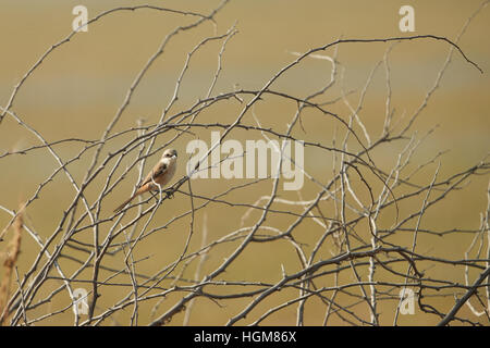 Bay-backed Shrike Bird (Lanius vittatus) perching on a branch, gray background Stock Photo