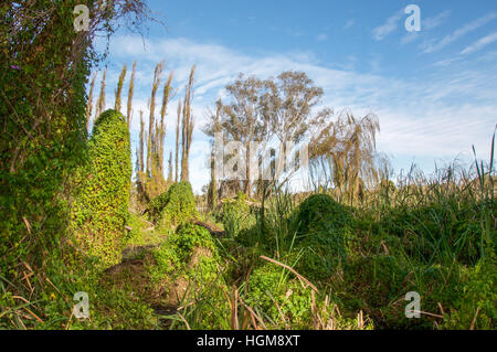 The lush green secret garden in the Careniup Wetlands with overgrown native flora in Gwelup, Western Australia. Stock Photo