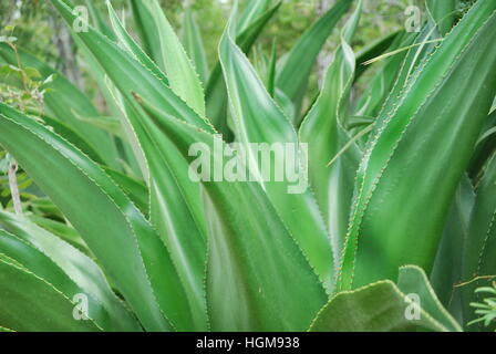 Tropical Aloe Vera plant