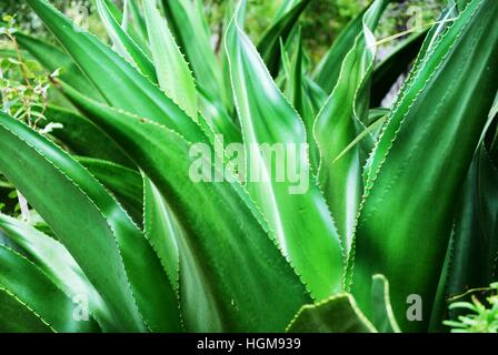Shiny leaves of Tropical Aloe Vera plant