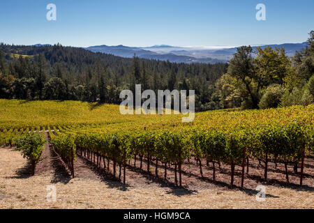 Vineyard, Cade Estate Winery, Angwin, Napa Valley, Napa County, California Stock Photo