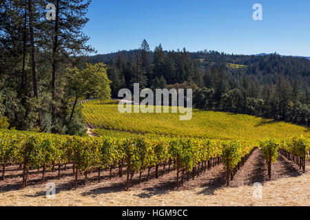 Vineyard, Cade Estate Winery, Angwin, Napa Valley, Napa County, California Stock Photo