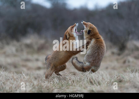 Red Foxes / Rotfuechse ( Vulpes vulpes ) in hard fight, fighting, standing on hind legs, biting each other, while rutting season. Stock Photo