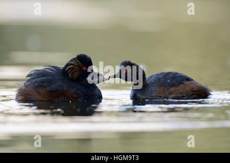 Black necked Grebes / Eared Grebes ( Podiceps nigricollis ), pair of, carrying chicks on the back, feeding its chick. Stock Photo