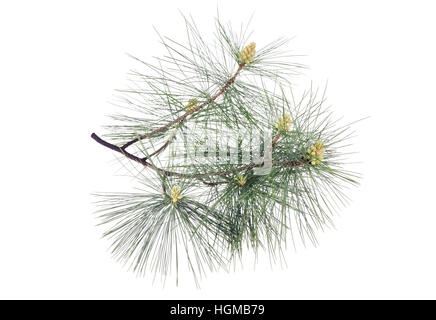 Swiss stone pine branch isolated on white Stock Photo