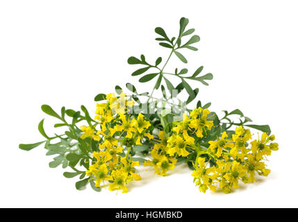 Herb of Grace flowers and leaves isolated on white Stock Photo