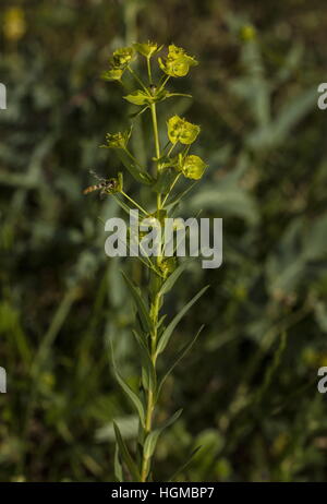 Twiggy Spurge, Euphorbia virgata in flower on limestone grassland, Slovakia. Stock Photo