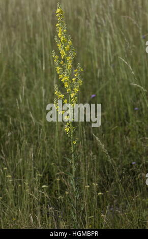 White Mullein (yellow form), Verbascum lychnitis in flower on limestone grassland. Stock Photo