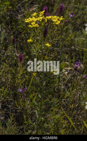 Yellow Flax, Linum flavum in flower on limestone grassland, Slovakia. Stock Photo