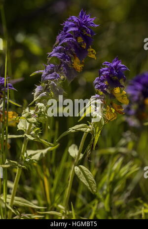 Wood Cow-wheat, Melampyrum nemorosum in flower in Hungary. Stock Photo