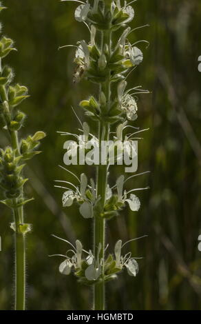 Austrian Sage, Salvia austriaca in flower in montane grassland, Hungary. Stock Photo