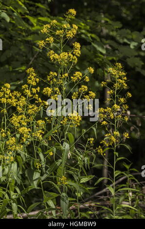 Perennial Rocket, Sisymbrium strictissimum, in flower, woodland edge, Hungary. Stock Photo