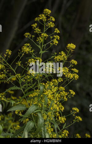 Perennial Rocket, Sisymbrium strictissimum,  in flower, woodland edge, Hungary. Stock Photo