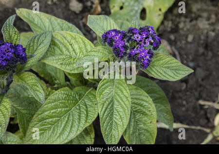 Garden heliotrope,  Heliotropium arborescens, widely grown in gardens. Stock Photo