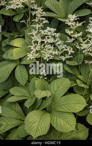 Chestnut-leaved rodgersia, Rodgersia aesculifolia, in flower as garden plant; from China. Stock Photo