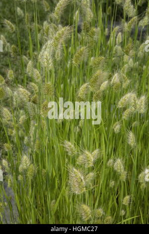 Bristly dogstail grass, Cynosurus echinatus in flower, south Europe Stock Photo