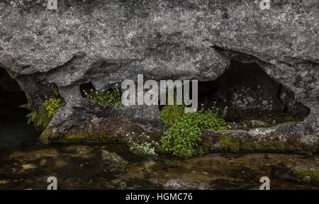 Underground river issuing from limestone cave, in the Koscielska valley, Tatra mountains, Poland. Stock Photo