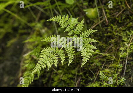 Cystopteris montana, mountain bladderfern, mountain bladder-fern Stock Photo