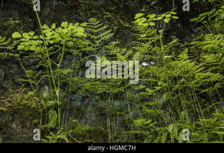 Cystopteris montana, mountain bladderfern, mountain bladder-fern Stock Photo