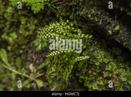 Green Spleenwort, Asplenium viride on limestone cliff. Stock Photo