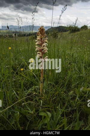 Bedstraw Broomrape, or Clove-scented broomrape, Orobanche caryophyllacea, parasitic on bedstraws on downland. Stock Photo