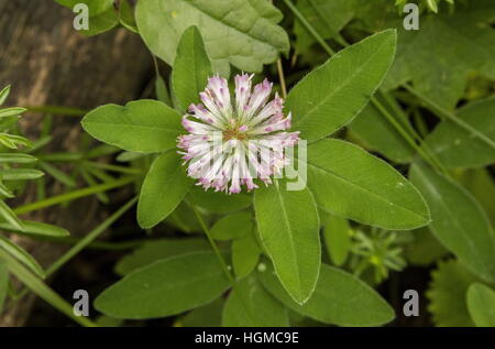 A form of zig-zag clover, Trifolium medium ssp sarosiense; woodland edge, Aggtelek, Hungary. Stock Photo