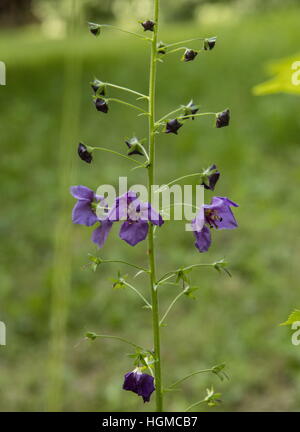Purple mullein Verbascum phoeniceum, in flower in the wild, Hungary. Stock Photo