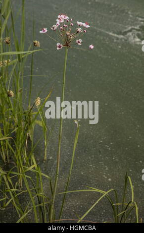 Flowering Rush, Butomus umbellatus, in flower by lake. Stock Photo